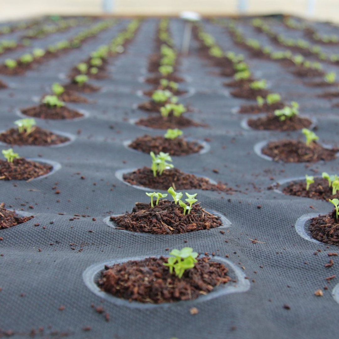 Tapis de plantation