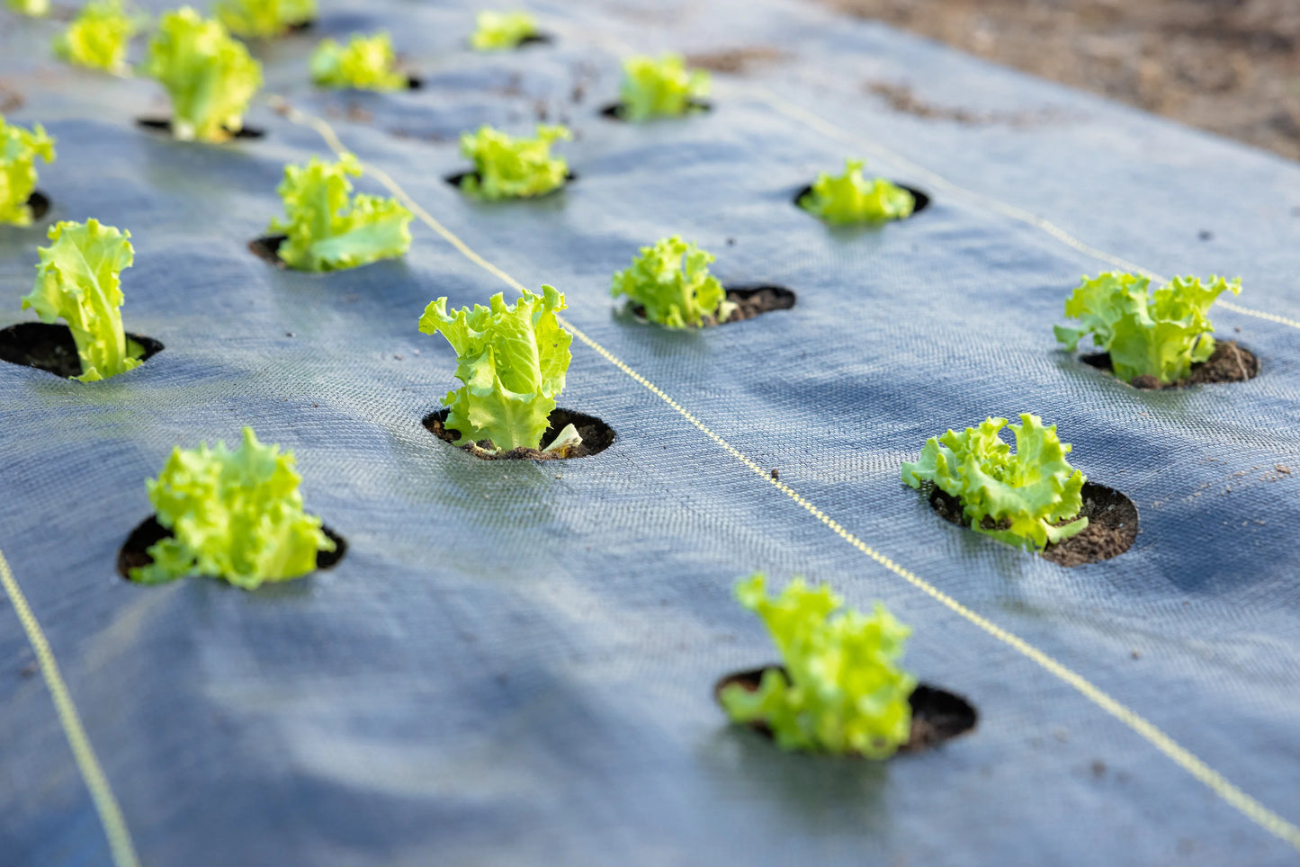 Tapis de plantation